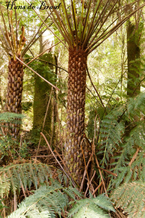 Ferntrees in Melba Gully